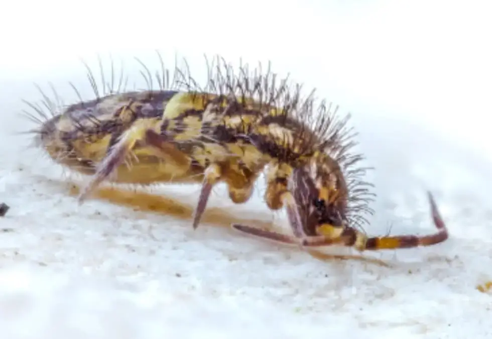 Close-up of a small, hairy insect with spiky bristles, red-tinted legs, and antennae, resting on a white surface.