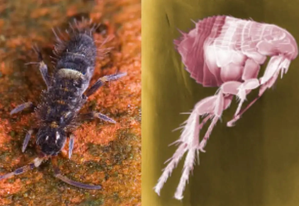 Close-up of a springtail on the left with a microscopic image of a pink springtail on the right.