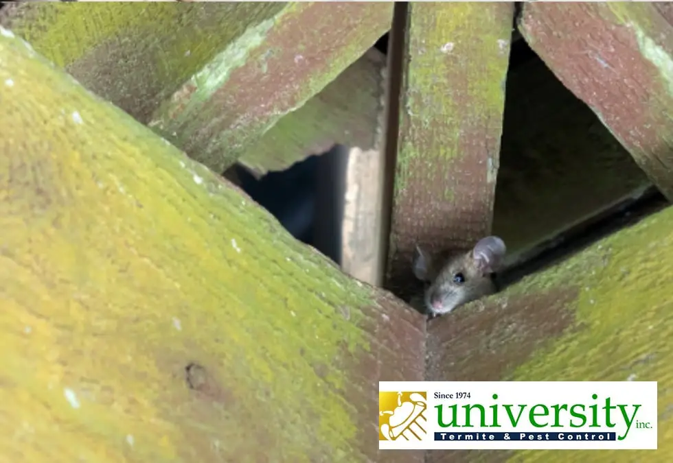 Mouse peeking through wooden planks with the University Termite & Pest Control Inc. logo displayed in the bottom right corner.