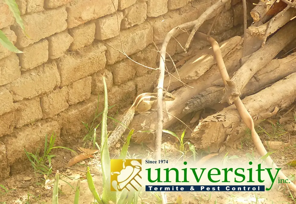Pile of firewood and twigs near an exterior brick wall, showing signs of termite damage; "University Termite & Pest Control" logo at bottom.