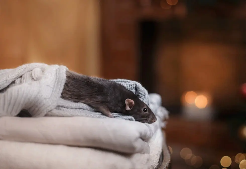 A black rat lies on folded sweaters against a blurred warm background with soft lighting and bokeh.