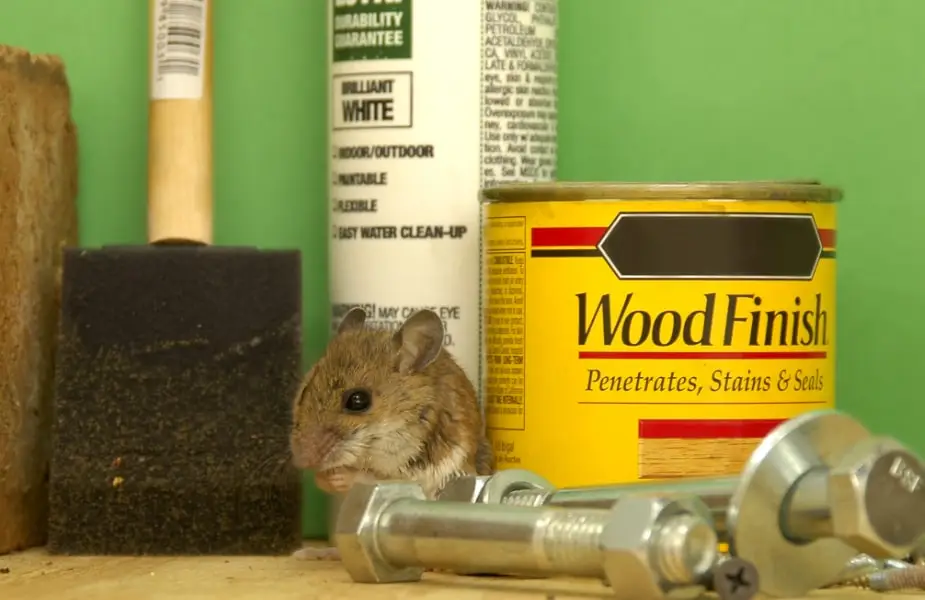 A mouse sits on a table surrounded by a paintbrush, paint can, wood finish, and various bolts, against a green background.