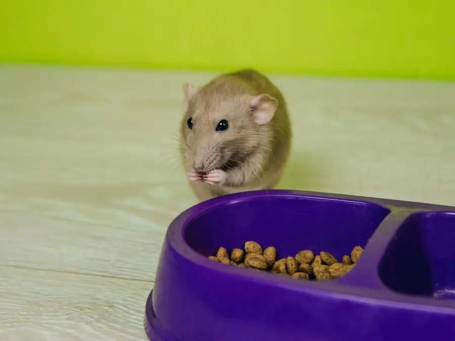 A small, beige rat eating from a purple food dish filled with pellets, set against a light green background.