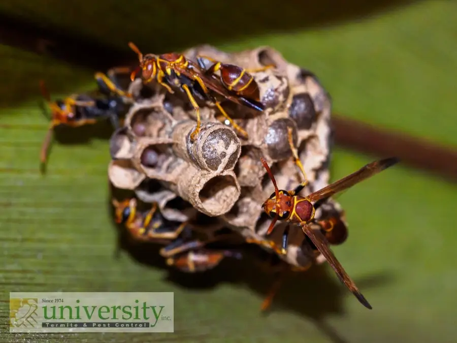 Close-up of wasps building a nest, with a University Termite & Pest Control logo in the bottom-left corner.