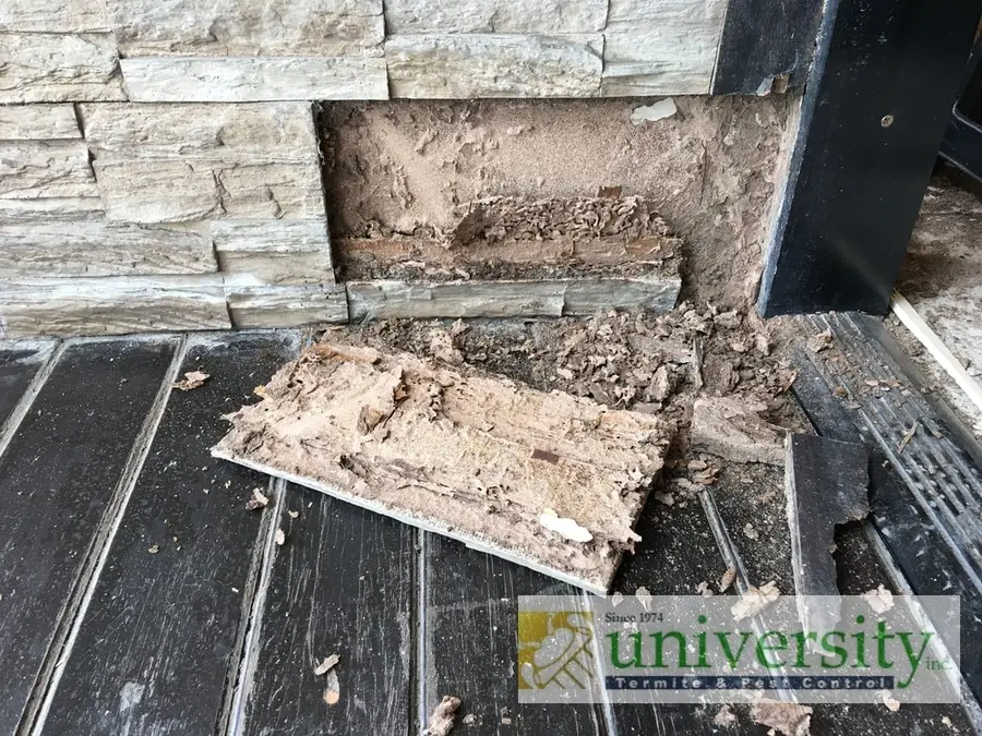 Damaged wooden panel removed from wall revealing termite damage underneath, with the company's logo in the bottom corner.