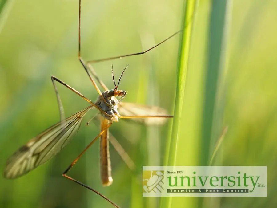 Close-up of a crane fly clinging to a green plant stem, with a University Termite & Pest Control logo in the bottom right corner.