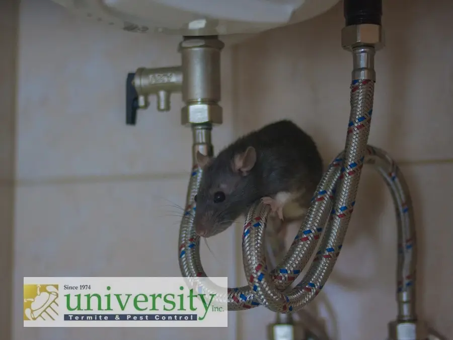 A rat climbing on plumbing pipes with the University Termite & Pest Control logo in the foreground.
