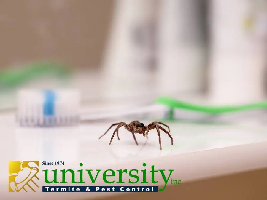 A spider on a counter near toothbrushes, accompanied by the University Termite & Pest Control logo.
