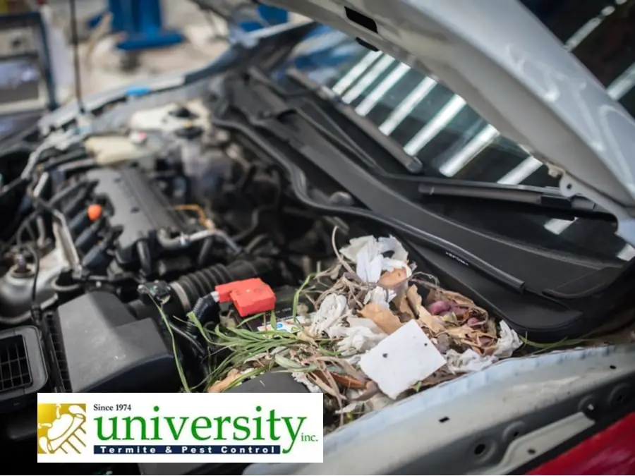 Car engine with a pile of leaves and debris under the hood, promoting University Termite & Pest Control services.