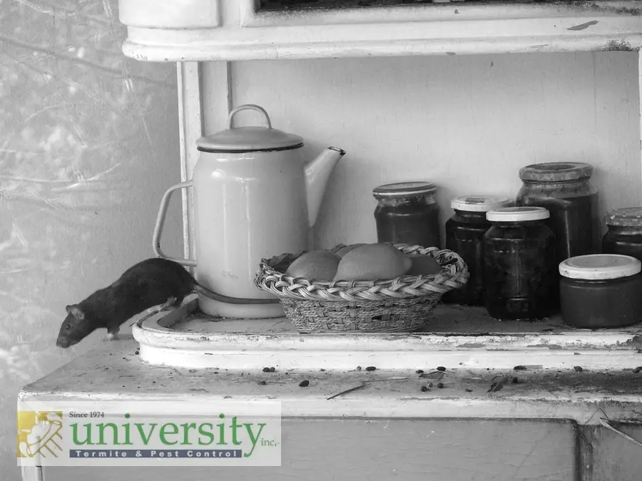Black rat on a kitchen shelf near a basket of fruit, jars, and a teapot, with a "University Termite & Pest Control" logo.