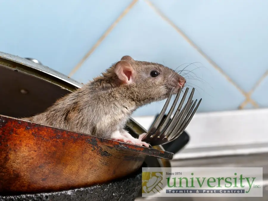 A rat sits in a pan holding a fork in a kitchen, with a University Termite & Pest Control logo visible in the corner.