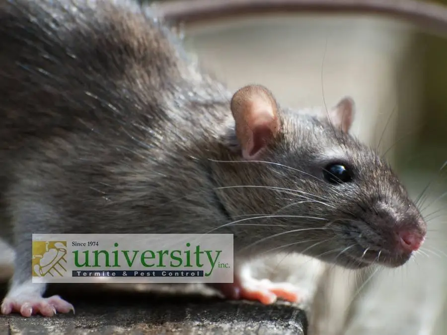 Close-up image of a rat with University Termite & Pest Control, Inc. logo overlayed in the lower left corner.