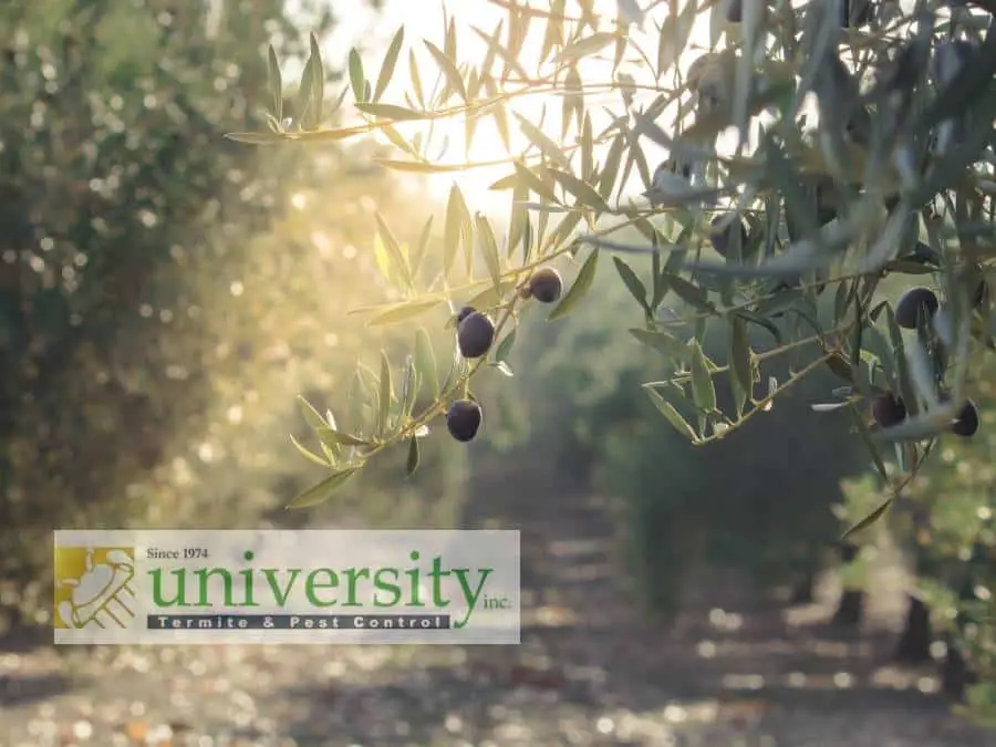 Olive branches with ripe olives in a sunlit orchard, logo for University Termite & Pest Control overlaid in the corner.