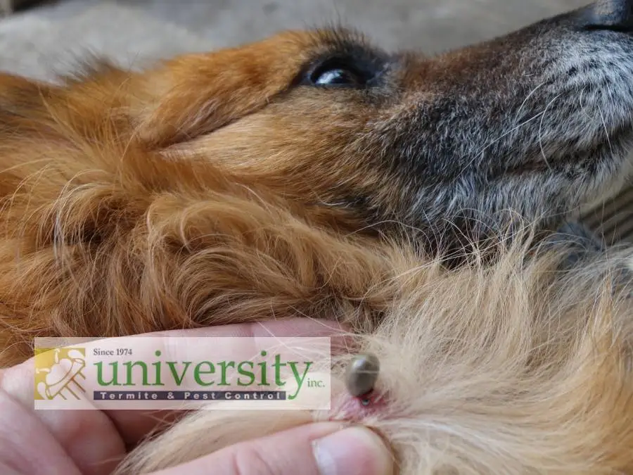 A close-up of a dog's neck with a tick embedded in the skin and a hand holding the fur aside. "University Termite & Pest Control Inc." logo overlay.