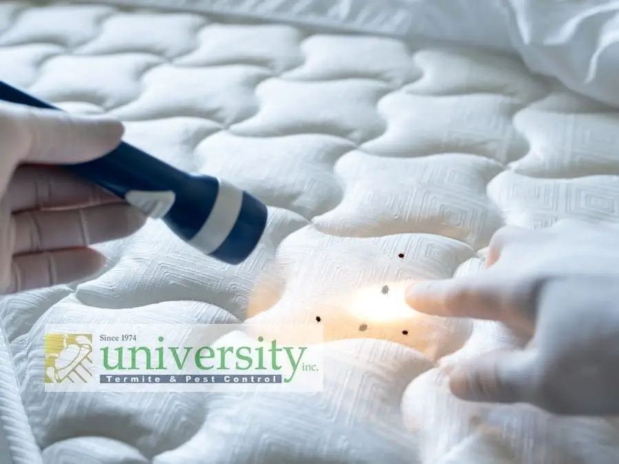 Gloved hands inspecting a mattress with a flashlight, highlighting bed bugs. Branding for University Termite & Pest Control visible.