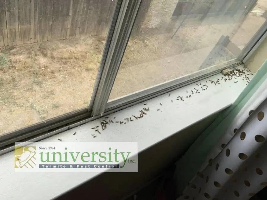 Termite wings scattered on a white window sill, with the logo of University Termite & Pest Control in the lower left corner.