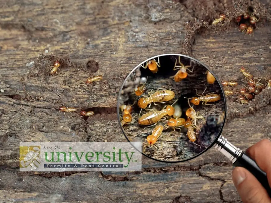A magnifying glass reveals termites on wood, with "university termite & pest control" logo in the bottom left corner.