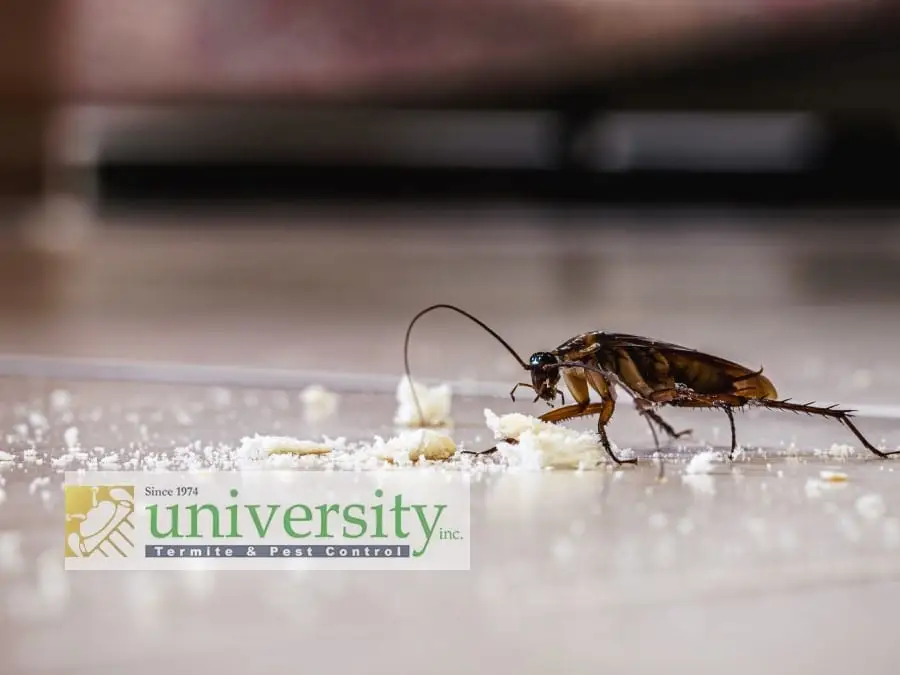 Cockroach eating crumbs on the floor, with University Termite & Pest Control logo displayed in the foreground.