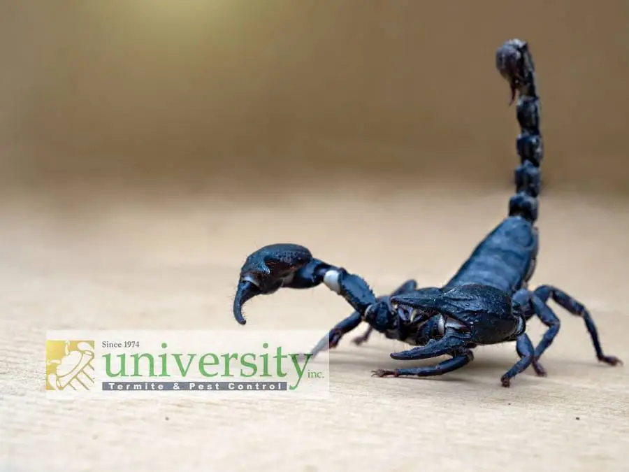 A close-up of a black scorpion with its tail raised. University Termite & Pest Control logo is displayed in the bottom left.