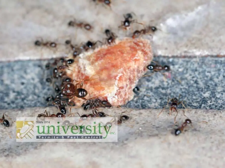 Ants surrounding a piece of food on a tiled surface with "University Termite & Pest Control" logo overlay.