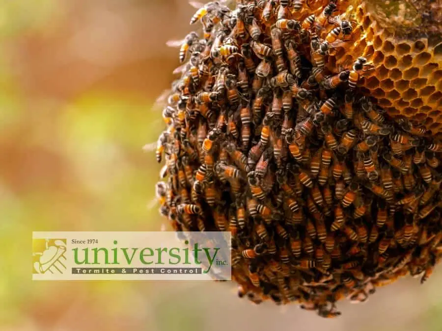 Cluster of bees swarming a honeycomb with a blurred background; University Termite & Pest Control logo superimposed over the image.