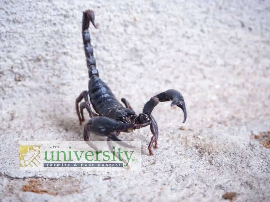 Black scorpion on sandy surface near a University Termite & Pest Control logo.