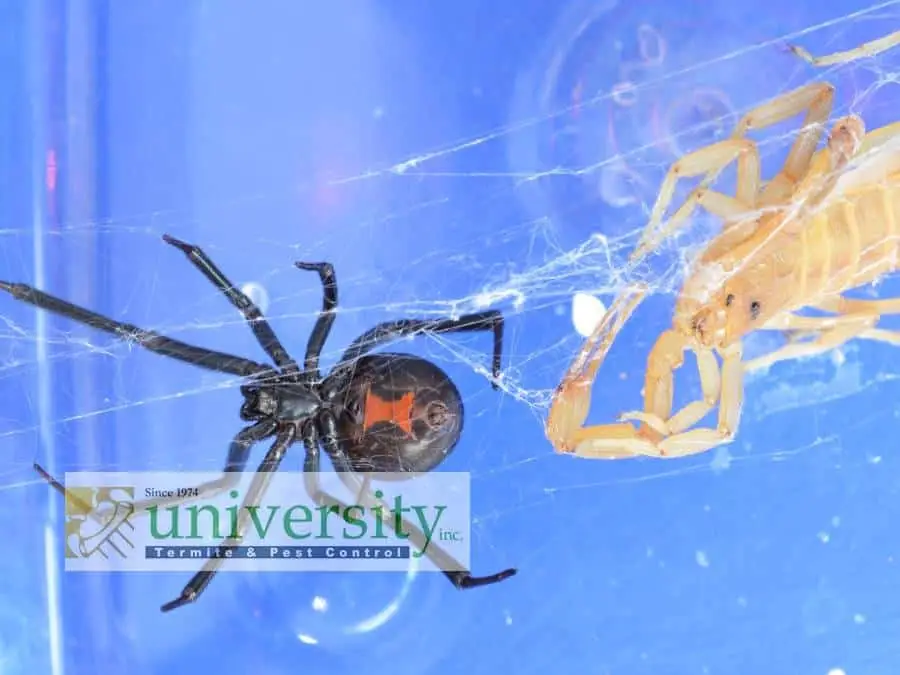 A black widow spider and a scorpion ensnared in a web against a blue background, promoting University Termite & Pest Control.