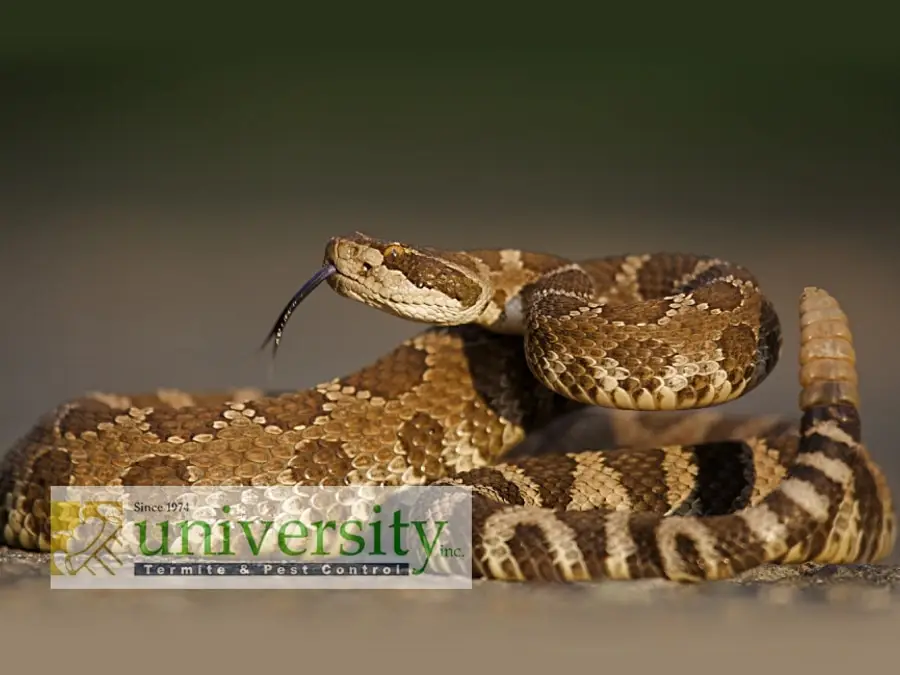 Close-up of a coiled rattlesnake with a raised head and visible tongue against a blurred background, with the text "University Termite & Pest Control.