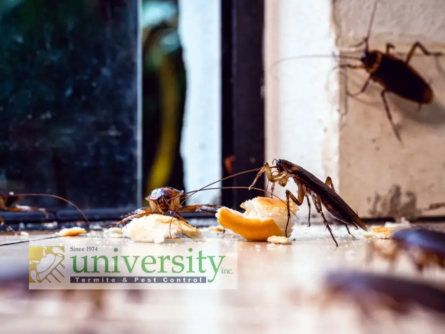 Cockroaches eating food crumbs on a floor near a window with the University Termite & Pest Control logo in the corner.