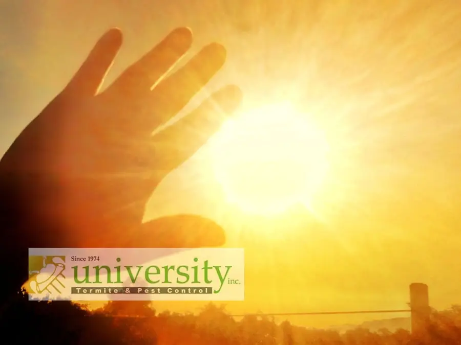 A hand partially blocks the bright sun, with the University Termite & Pest Control Inc. logo overlaying the bottom of the image.