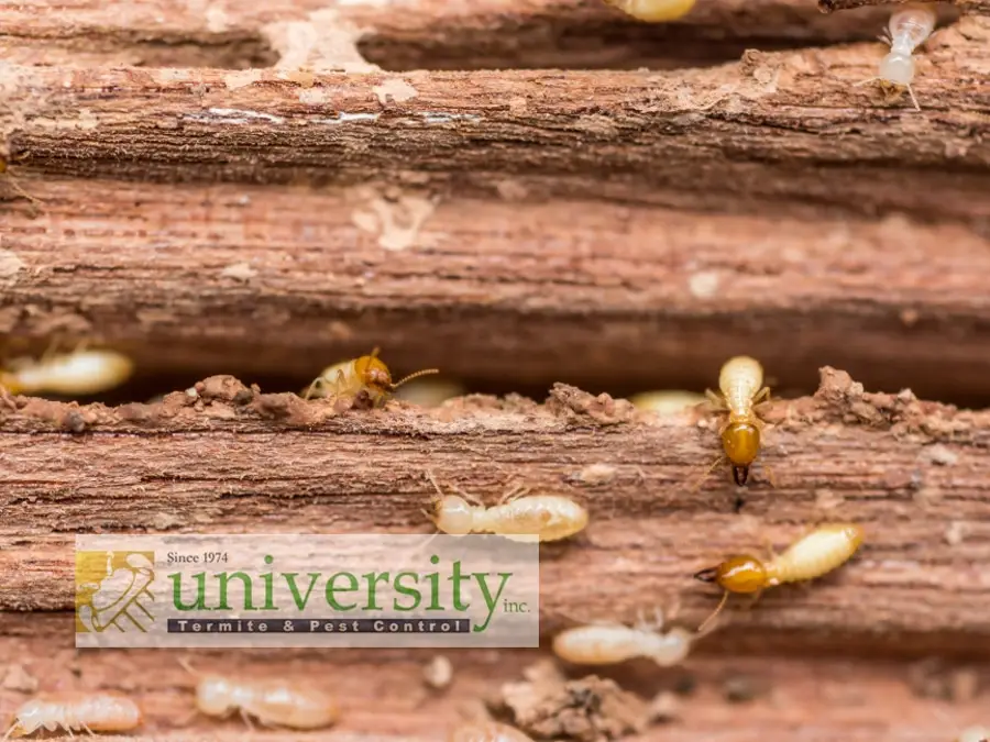 Close-up of termites on a wooden log with the "University Termite & Pest Control" logo overlaid in the corner.