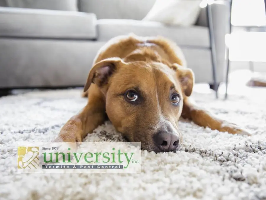 Brown dog lying on a white carpet, logo of University Termite and Pest Control Inc. in the foreground.