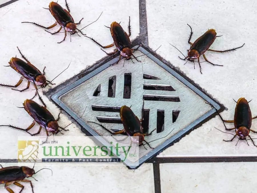 Several cockroaches surround a drain on a tiled floor, with a University Termite & Pest Control logo placed in the foreground.