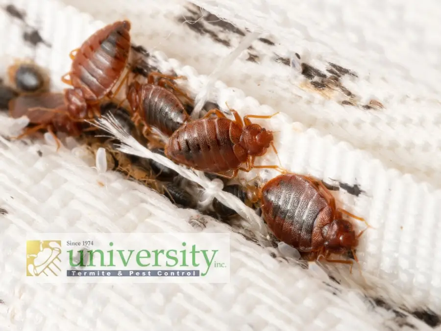 Close-up image of several bed bugs on a fabric surface, with a "University Termite & Pest Control" logo.