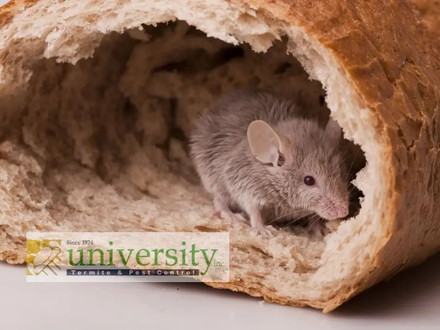 A small mouse is nestled inside a hollowed-out piece of bread next to a University Termite & Pest Control logo.
