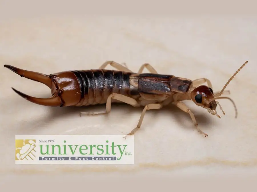 Close-up of an earwig on a light background with a University Termite & Pest Control Inc. logo in the corner.