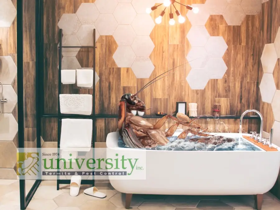 Relaxing roach in a bathtub with wooden and hexagonal tile decor. University Termite & Pest Control logo at the bottom.