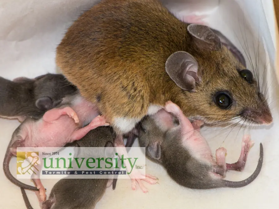 Adult mouse with several newborn mice surrounding it, on a white surface with the University Termite & Pest Control logo.