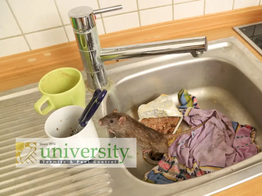 A rat in a kitchen sink with dirty dishes and food scraps, displayed in an advertisement for a pest control service.