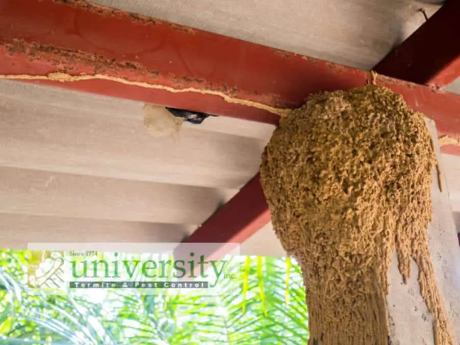 Large termite nest on a building's wooden beam, with the logo of University Termite & Pest Control visible at the bottom.