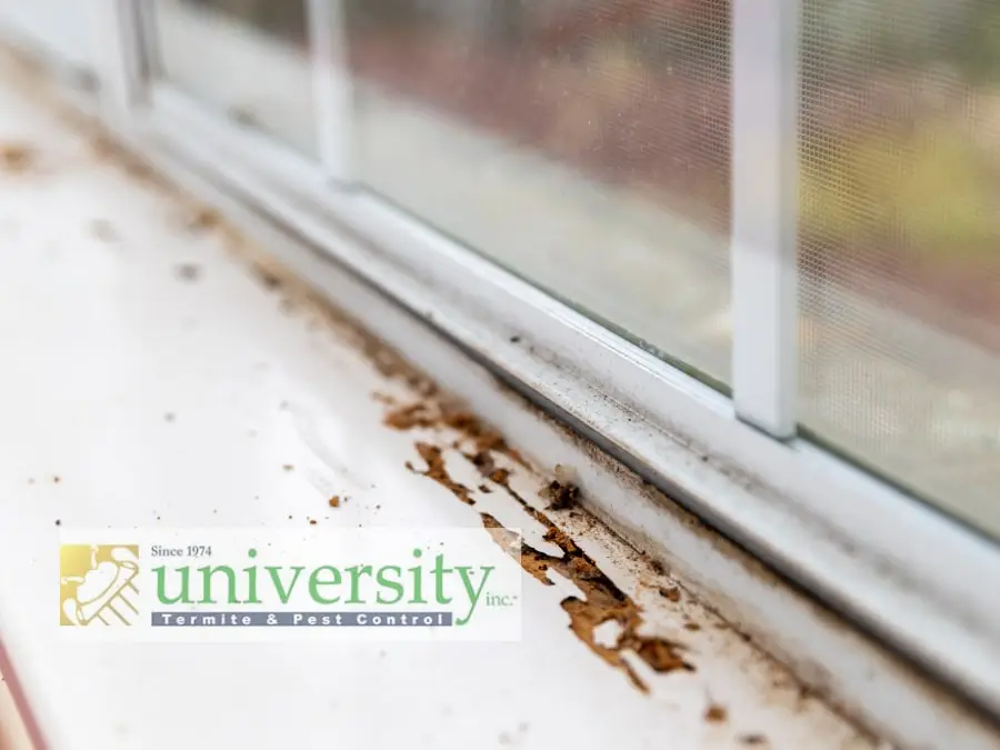 Close-up of a damaged windowsill with termite droppings, featuring a University Termite & Pest Control logo in the foreground.