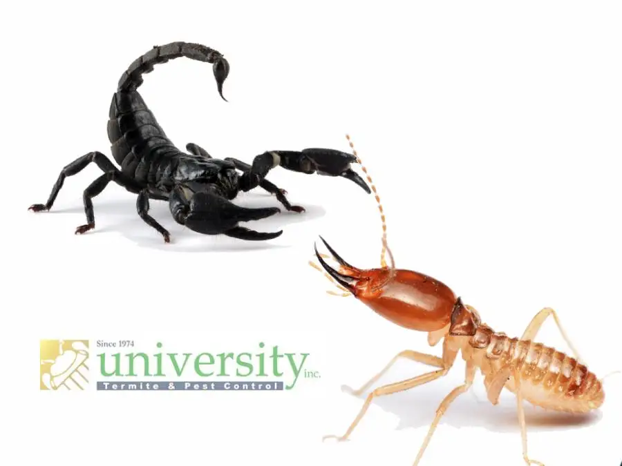 Black scorpion and termite with "University Termite & Pest Control" logo on a white background.