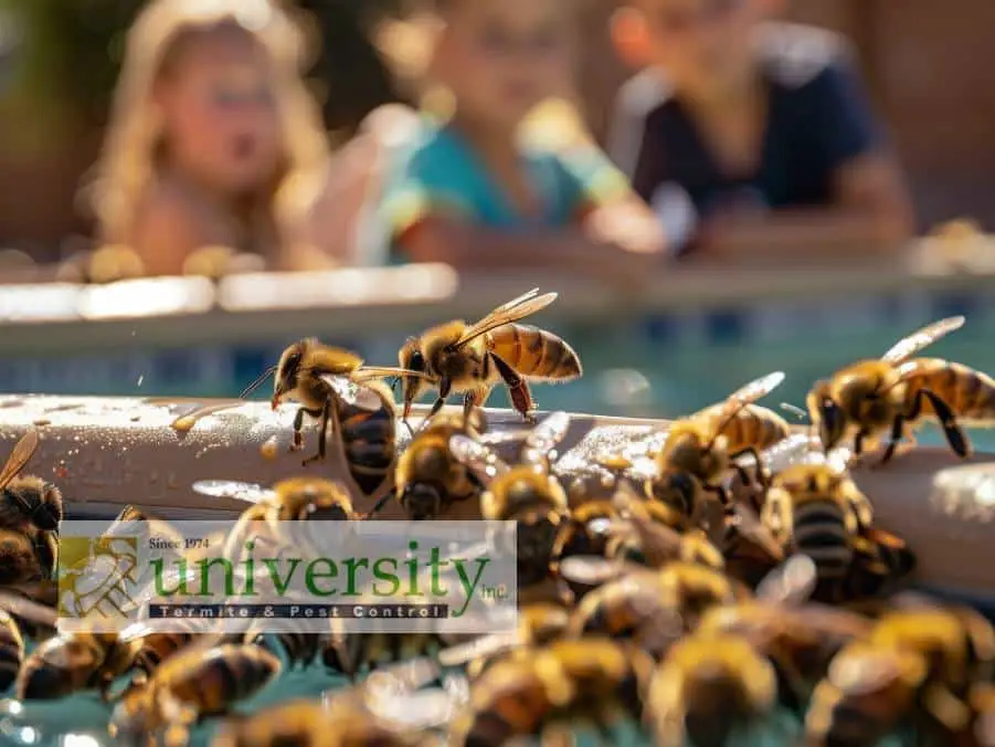 Bees clustered on a surface near a pool of water, with children blurred in the background observing. Text: University Termite & Pest Control.
