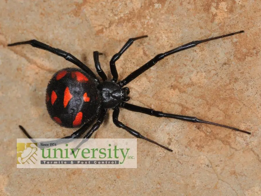 Black Widow Spider