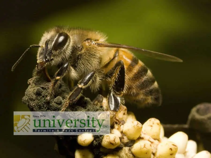 A close-up image of a honeybee perched on a cluster of small, white, rounded objects. The background is blurred with a green hue. The image has a semi-transparent "University Termite & Pest Control" logo on it, highlighting their expertise in Africanized bee removal.