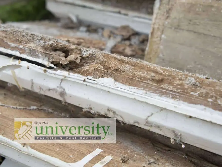 Close-up of damaged wooden structures with noticeable termite infestation. The wood shows signs of severe decay and crumbling, likely due to Drywood termites. A logo in the bottom left corner reads "Since 1974 University Termite & Pest Control Inc.