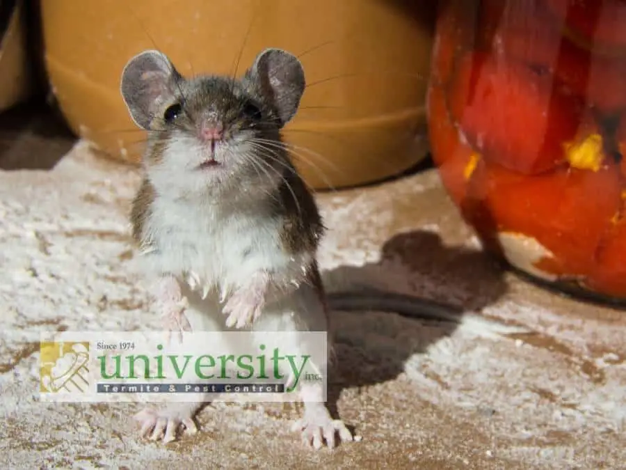 A mouse standing on its hind legs on a dusty surface with jars in the background. The image includes an overlay with the text "University Termite & Pest Control Since 1974" and a logo featuring a termite, emphasizing the importance of home pest control to keep mice out.