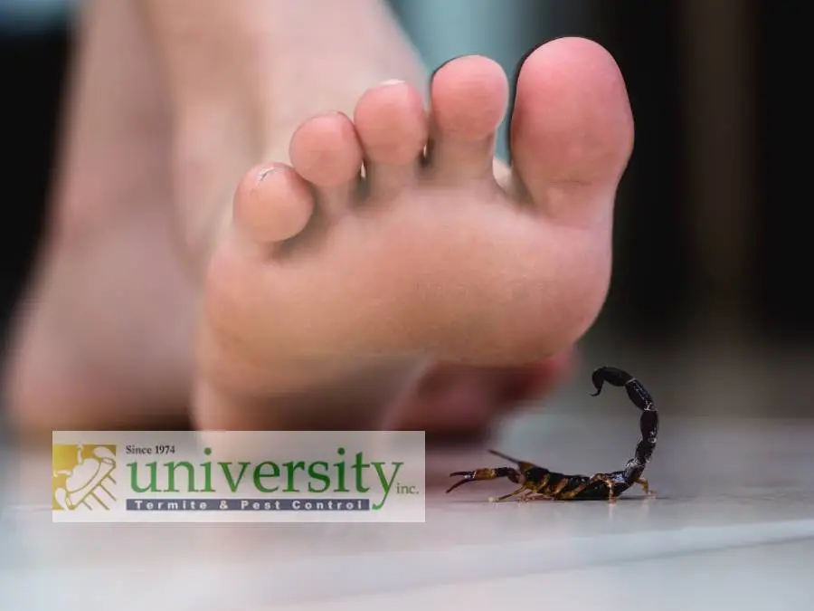 A close-up image of a human foot with toes in focus, facing a small scorpion on a smooth surface, potentially about to deliver scorpion stings, with a blurred University Termite & Pest Control logo in the corner.