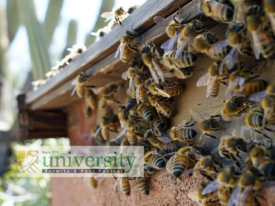 A cluster of bees congregates around the corner of a weathered wooden structure. The embedded logo in the image reads "university Termite & Pest Control." In the background, out-of-focus greenery adds depth, suggesting the need for professionals to handle bees safely near your house.