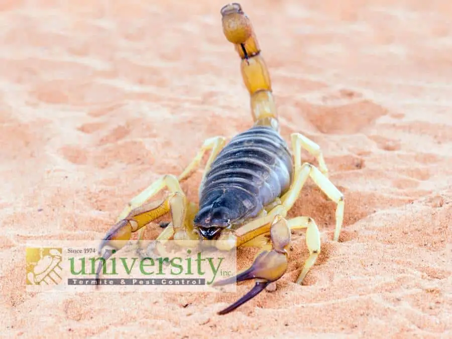 A scorpion with its tail raised, poised in a defensive stance on a sandy surface. The image has a semi-transparent overlay at the bottom left corner with the logo and text: "University Termite & Pest Control" in an auto draft style font.